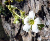 fleurs_saxifrage06_06_06_029_600.jpg